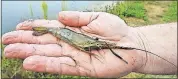  ??  ?? A freshwater prawn stretches across Don Maloney’s palm.