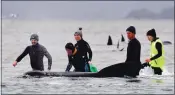  ?? BRODIE WEEDING — POOL PHOTO VIA AP ?? Members of a rescue crew stand with a whale on a sand bar near Strahan, Australia, on Tuesday.