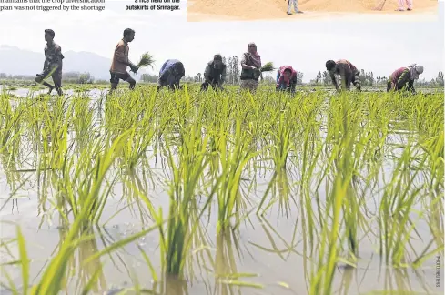  ??  ?? BELOW
Farmers plant saplings in a rice field on the outskirts of Srinagar.