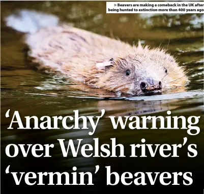  ??  ?? > Beavers are making a comeback in the UK after being hunted to extinction more than 400 years ago