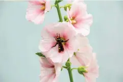  ?? (Getty/iStock) ?? To date, there are no studies that allow even a rough estimate of the value of wasps as pollinator­s