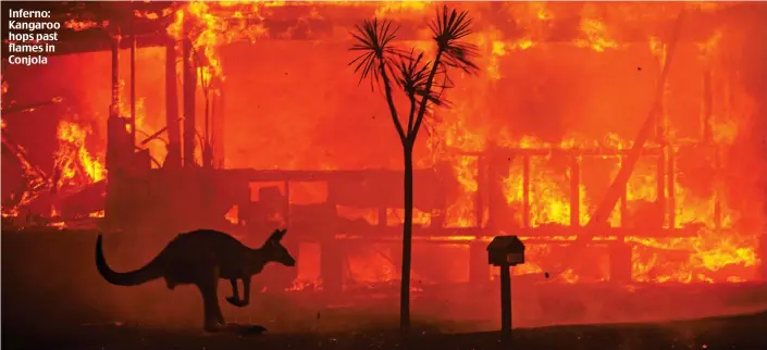  ??  ?? Inferno: Kangaroo hops past flames in Conjola