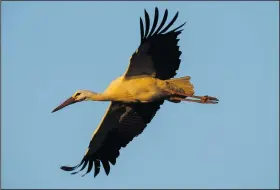  ?? ?? A stork flies Jan. 31 in Soto del Real.