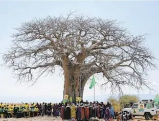  ?? TONY KARUMBA/AFP/GETTY IMAGES ?? Mysterious deaths are striking the largest and oldest African baobab trees.