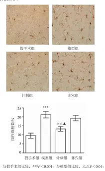  ??  ?? 注：与假手术组比较，***P＜0.001；与模型组比较，△△P＜0.01；
与非穴组比较，▲P＜0.05图3 各组大鼠前额叶皮层小­胶质细胞标记物Iba­1 表达（×400）