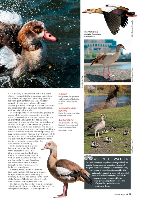  ??  ?? GAWKY Kerstin Waurick / istock The white forewings emphasise the similarity to the shelducks