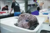  ?? AGENCE FRANCE-PRESSE ?? A blob fish is pictured after being collected from a depth of 2.5 kilometers off the New South Wales coast in Australia. More than 100 rarely seen fish species were hauled up from a deep and cold abyss during a scientific voyage.