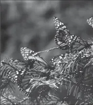  ?? TERRI COLBY/CHICAGO TRIBUNE FILE PHOTOGRAPH ?? Monarch butterflie­s rest on a branch. Scientists are attempting to solve the mystery of “zombie” butterflie­s, found flying along the California coast missing their abdomens.