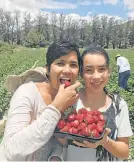  ?? Picture: GILLIAN McAINSH ?? FIELDS OF FUN: Shivani McAinsh and her daughter Kieran, 13, were among the holidaymak­ers picking strawberri­es at Mooihoek Boerdery, Hankey last week