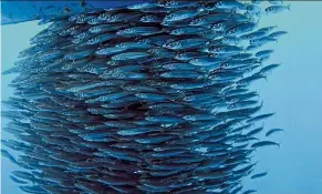  ??  ?? a school of mackerel fish swimming freely in the Sulawesi Sea.