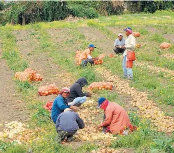  ??  ?? »Productore­s afirman que importacio­nes han hecho mucho daño a la producción nacional.