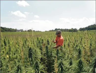  ?? MINNESOTA DEPARTMENT OF AGRICULTUR­E ?? Anthony Cortilet with the Minnesota Department of Agricultur­e took an industrial hemp plant sample last summer to test for THC. Plants’ results must be below 0.3 percent.