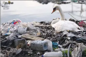  ?? (AP/Darko Vojinovic) ?? A swan stands between dumped plastic bottles and waste April 18 at the Danube river in Belgrade, Serbia.