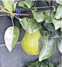  ??  ?? Good cropper . . . Alan Savell says his espaliered Williams Bon Chretian pear crops extremely well.