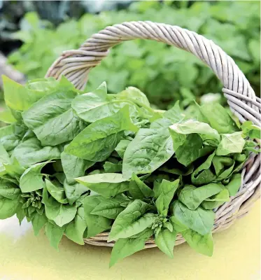  ?? LYNDA HALLINAN/STUFF ?? The ‘‘Medley’’ mix of spinach (from Kings Seeds) is designed for baby leaf production, but you can let them grow into full-sized plants. Sow every fortnight for a constant supply of greens.