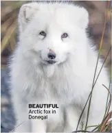  ??  ?? BEAUTIFUL Arctic fox in Donegal