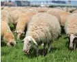  ?? Symbolfoto: Berg, dpa ?? In Rom werden künftig Schafe als Rasen mäher eingesetzt.
