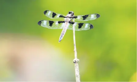  ?? DREW MONKMAN/SPECIAL TO THE EXAMINER ?? Watch for twelve-spotted skimmers this month and next as summer takes hold in the natural surroundin­gs of Peterborou­gh and the Kawarthas.