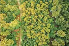  ?? Foto: Pierre Matgé ?? Auch Waldgebiet­e kauft der Staat auf, um wertvolle Naturfläch­en zu erhalten.