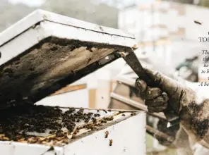  ??  ?? CLOCKWISE FROM TOP LEFT: Leatherwoo­d is endemic to Tasmania; The honey industry began in the mid-20th century when new roads gave forest access to hive trucks; A frame drips with bees and honeycomb; A beekeeper tending to a hive; On closer inspection.