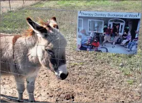  ?? Doug Walker ?? Buckaroo, the therapy donkey at TMMA Farms & Sanctuary, hasn’t been out visiting much this year due to the pandemic.