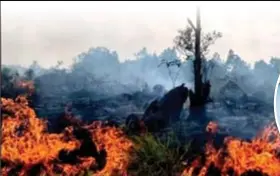  ?? FOTO RR ?? Hoewel NASA op 11 maart ’s morgens al waarschuwd­e voor brandhaard­en, ondernamen Indiase autoriteit­en pas in de late namiddag iets.