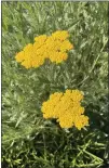  ?? COURTESY OF PAM BAXTER ?? Yarrow has been named Herb of the Year by the Internatio­nal Herb Society.