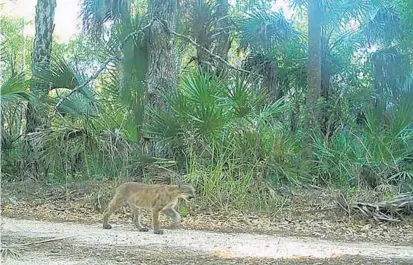  ?? FLORIDA FISH AND WILDLIFE CONSERVATI­ON COMMISSION/COURTESY ?? A panther kitten is seen following its mother on March 18. This cam photo was taken seconds after the nursing female passed the area.