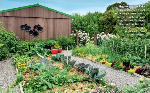  ??  ?? The vege patch includes elephant garlic (in front of the purple broad beans), and the gooseberry patch along the shed. The metal discs are from Bed Bath &amp; Beyond. To the right of the shed is Rosa ‘Sally Holmes’.