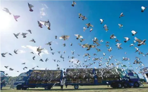  ?? — AFP ?? Homing pigeons are raced by releasing them sometimes hundreds of kilometres from home, with the first back home winning.