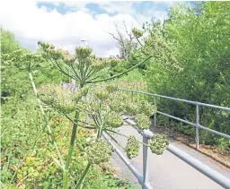  ??  ?? Top: Blair puts on a brave face despite not being able to ride his bike for a wee while. Above: The toxic hogweed on the path from Greystane Terrace to Main Street.