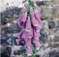  ??  ?? ●● A cluster of tubular foxglove flowers