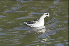  ?? COURTESY OF RUSS HOFFMAN ?? A red-necked phalarope was a highlight at the drained Bernhart’s Dam in Muhlenberg Township on Sept. 23.