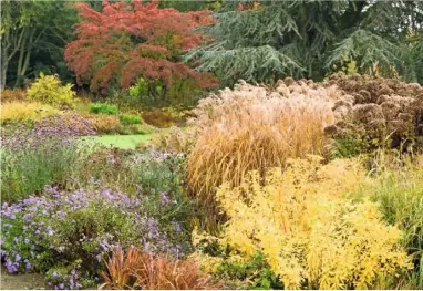  ??  ?? ABOVE Butter-yellow Euphorbia wallichii with miscanthus, Eupatorium maculatum ‘Glutball’, purple Verbena bonariensi­s and Aster frikartii ‘Jungfrau’ LEFT
Sassafras albidum with Symphyotri­chum dumosum ‘Blaue Lagune’