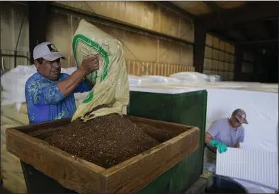  ?? (AP/Joshua A. Bickel) ?? Fernando Osorio Loya (left), a contract worker from Veracruz, Mexico, dumps soil into a seeding machine as Miguel Angel (right), also a contract worker from Veracruz, prepares trays for seeds this month at a farm in Crofton, Ky.