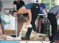  ?? PHOTO: BEN WATERWORTH ?? A close shave . . . Brook Todd in action during the shearing competitio­n at the 105th Winton A&amp;P Show in January.