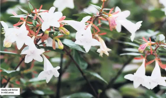  ??  ?? Abelia will thrive in mild areas