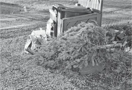  ?? FRANCIS CAMPBELL • THE CHRONICLE HERALD ?? A discarded Christmas tree sits at the curb in Enfield on Tuesday.