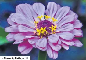  ??  ?? > Zinnia, by Kathryn Hill