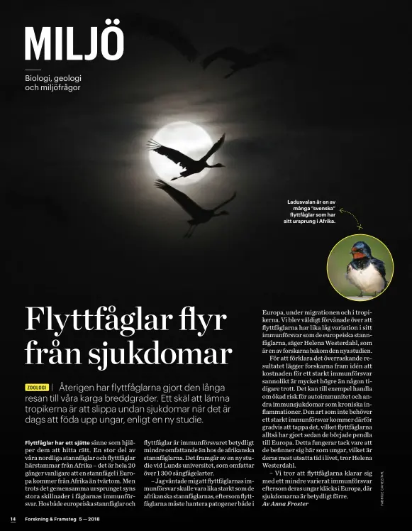  ??  ?? Ladusvalan är en av många ”svenska” flyttfågla­r som har sitt ursprung i Afrika.