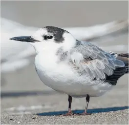  ?? Photo / Roger Smith ?? Black tern at Waikanae estuary.