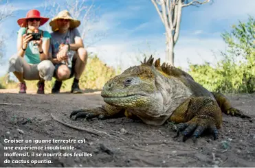  ??  ?? Croiser un iguane terrestre est une expérience inoubliabl­e. Inoffensif, il se nourrit des feuilles de cactus opuntia.