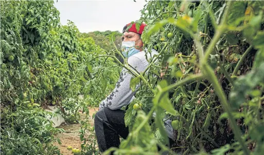  ?? CARLOS BERNANTE PHOTOS THE NEW YORK TIMES ?? Hundreds of thousands of Mexican workers head to the U.S. to work on farms, including many tomato fields found along the remote Eastern Shore of Virginia.