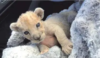  ?? FOTO: UNCREDITED/DPA ?? Ein weibliches Löwenjunge­s, das der französisc­he Zoll im Oktober in einer Autowerkst­att in Marseille gefunden hatte. Das drei Wochen alte Baby litt an Geschwüren und hatte einen aufgebläht­en Bauch.