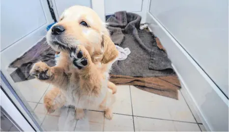  ?? FOTO: DPA ?? Immer wieder finden Zollbeamte Welpen aus Osteuropa, die verkauft werden sollen. Dieser kleine Labrador wurde mit 76 anderen Welpen sichergest­ellt.