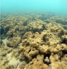  ??  ?? Photo shows dead coral reef in Kawahira bay at Ishigaki island, Japan’s Okinawa prefecture. — AFP photo