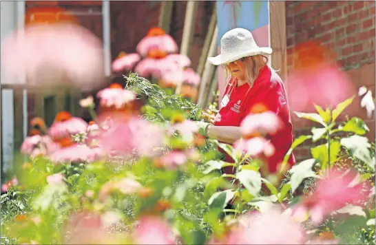  ?? [ADAM CAIRNS/DISPATCH] ?? Sue Simon, a master gardener for about 10 years, pulls weeds while working at the Friends Garden in Olde Towne East.