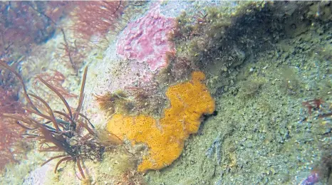  ??  ?? Pink paint weed and breadcrumb sponge are two of the more colourful species Keith found beneath the water.