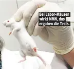  ??  ?? Bei Labor-Mäusen wirkt NMN, das ergaben die Tests.