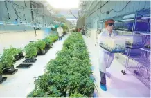  ?? GAVIN YOUNG ?? Aurora Cannabis’s medical marijuana facility near Cremona, Alta. Aurora says it wants to form some level of partnershi­p, such as an equity stake or a supply agreement, with other marijuana producers.